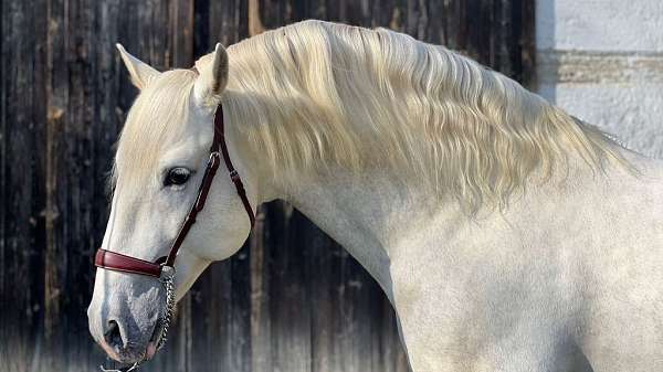companion-stallion-horse
