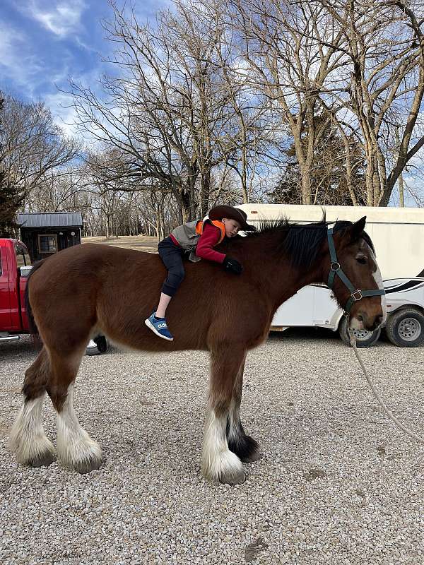 clydesdale-horse-for-sale