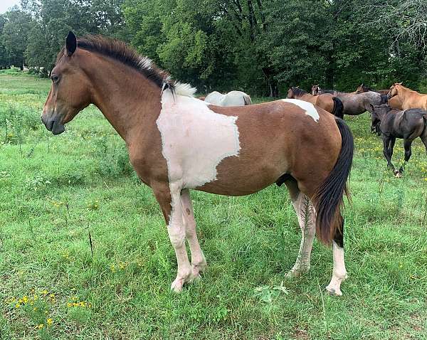 bay-tobiano-star-on-forehead-horse