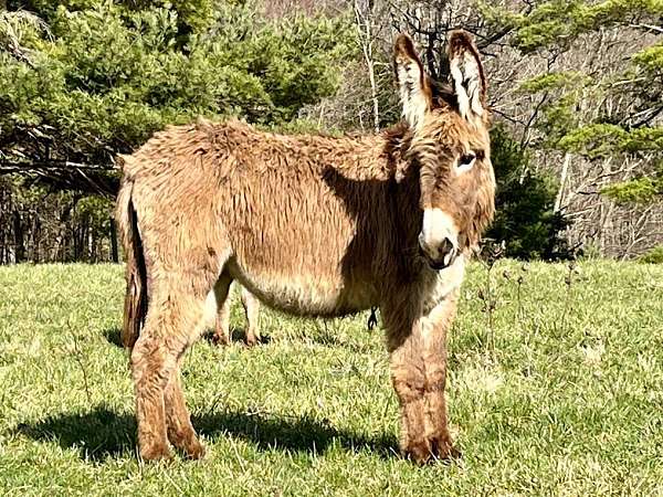 calf-donkey