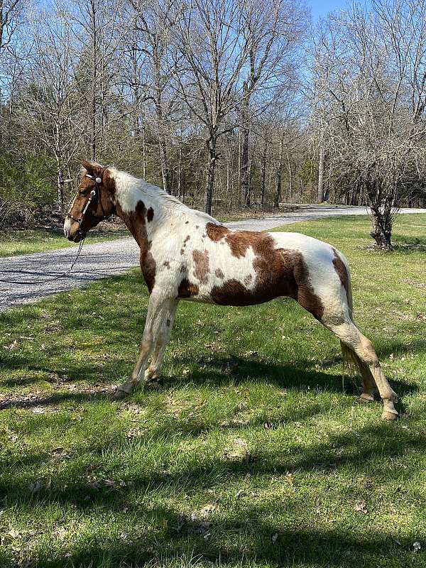 female-spotted-saddle-horse