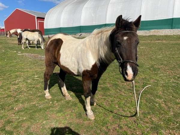 adoption-spotted-saddle-horse