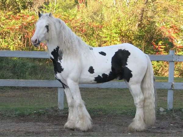 proven-breeding-stallion-drum-horse