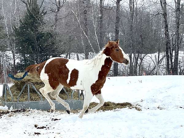 calf-roping-paint-horse