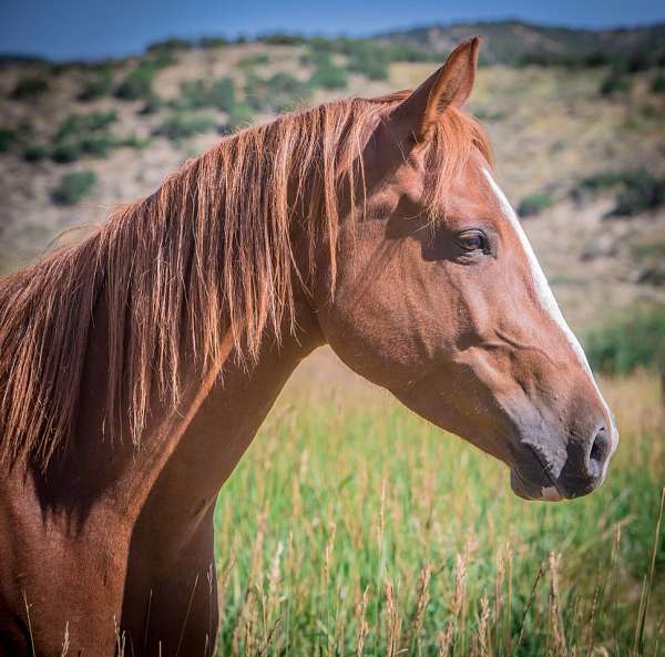 sorrel-blaze-white-rear-sock-horse