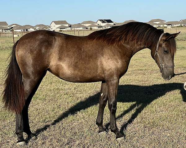 all-around-andalusian-horse