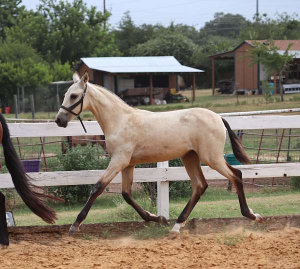 behaved-andalusian-horse