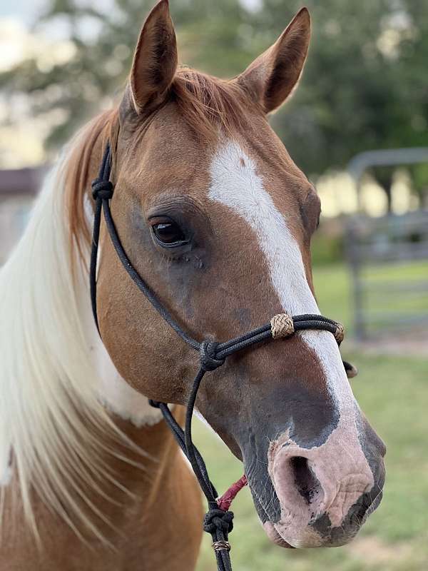 cool-pinto-horse