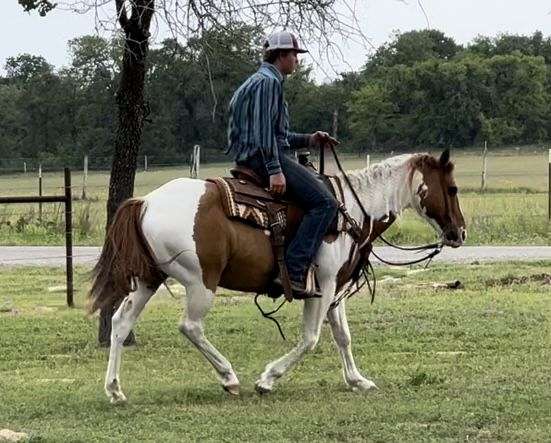 cowboy-pinto-horse