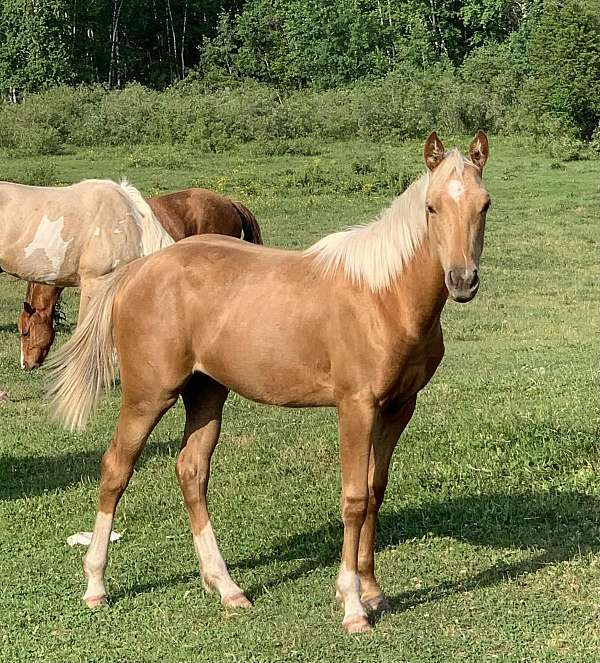 palomino-aqpa-filly