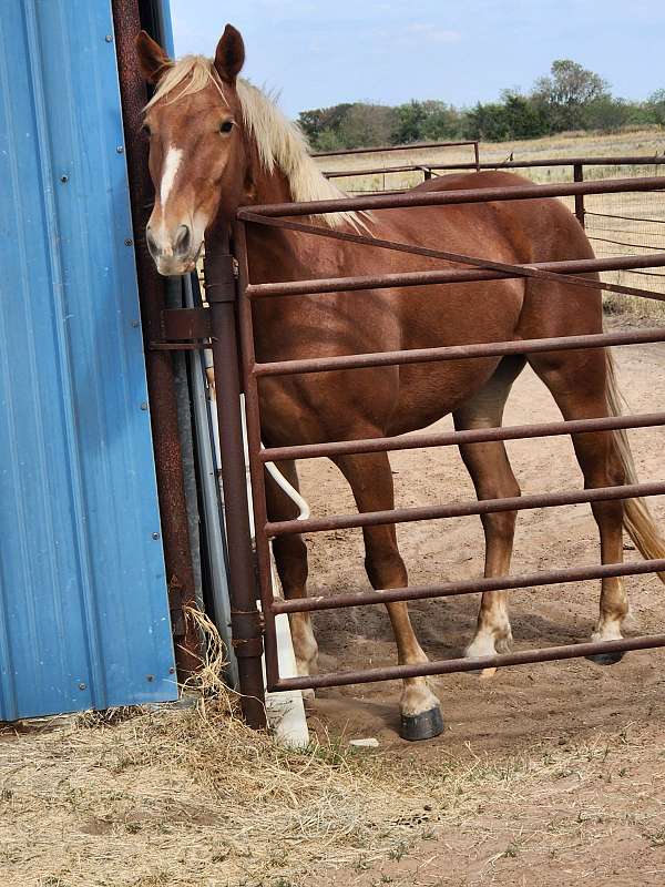 beautiful-4-yr-old-mustang-horse