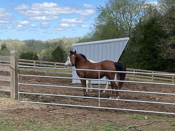 companion-arabian-horse