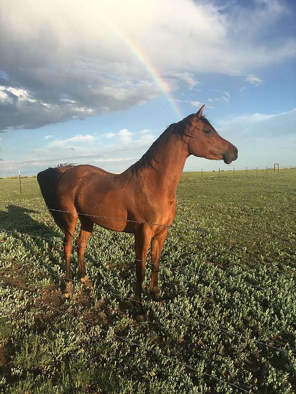 trail-arabian-horse