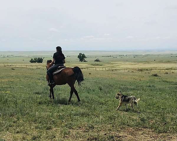 trail-riding-arabian-horse