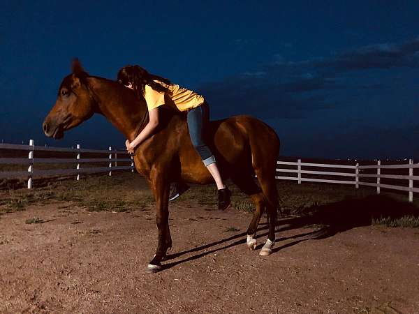 trained-arabian-horse