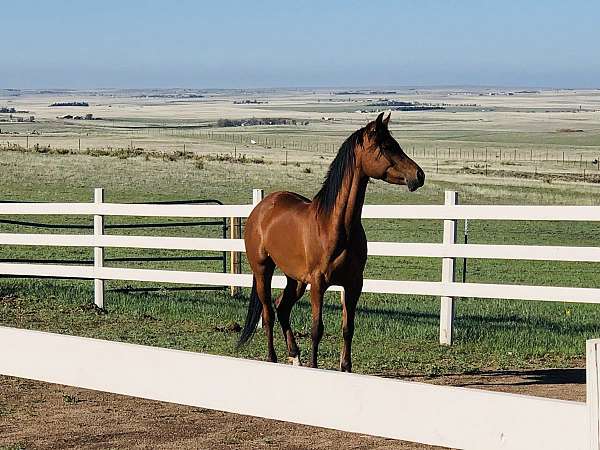 bay-arabian-mare