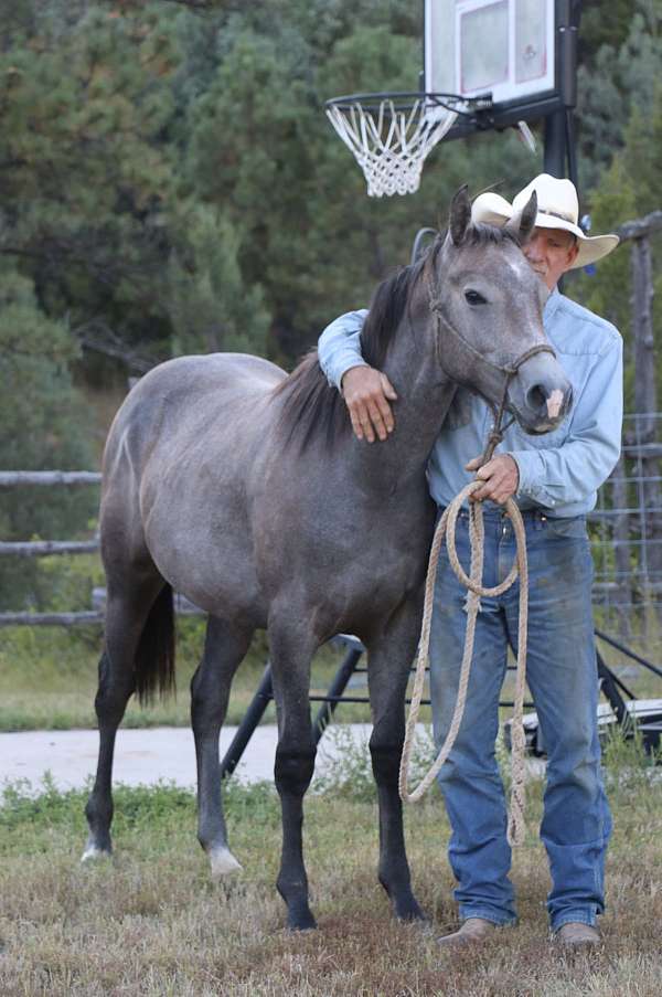 aqha-quarter-horse