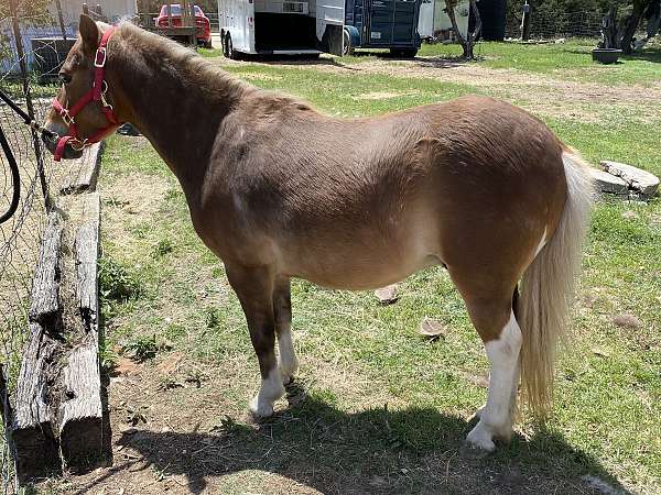 pony-shetland