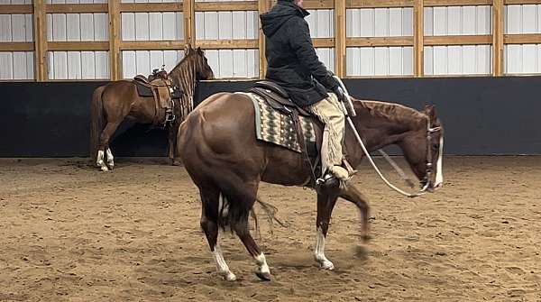 working-cow-mare-broodmare