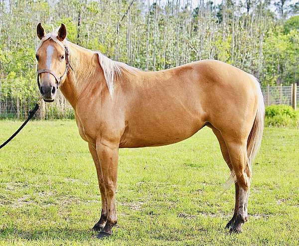 ptha-quarter-horse-mare