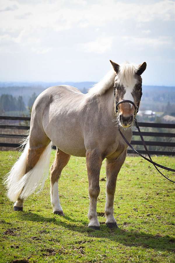 12-hand-welsh-pony-gelding