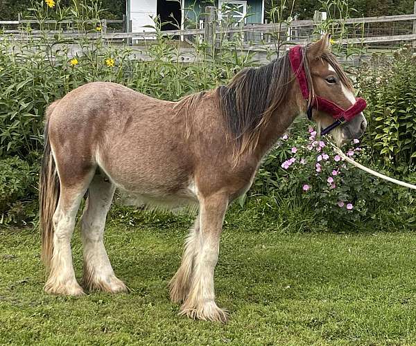 blue-roan-gypsy-vanner-colt-stallion