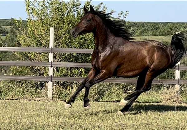 al-khamsa-arabian-horse