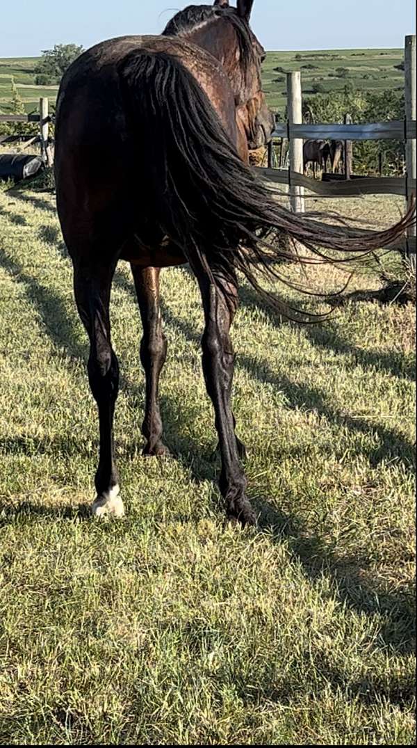 amazing-arabian-horse