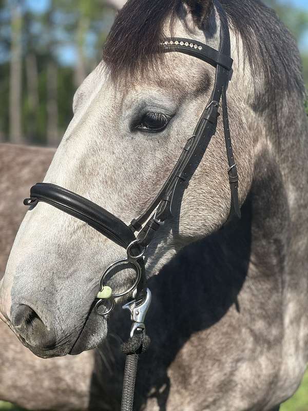 beautiful-mover-irish-draught-horse
