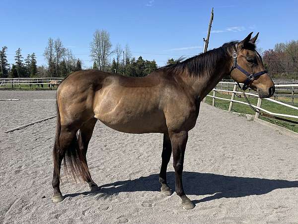 brown-dapples-all-over-starstripe-horse