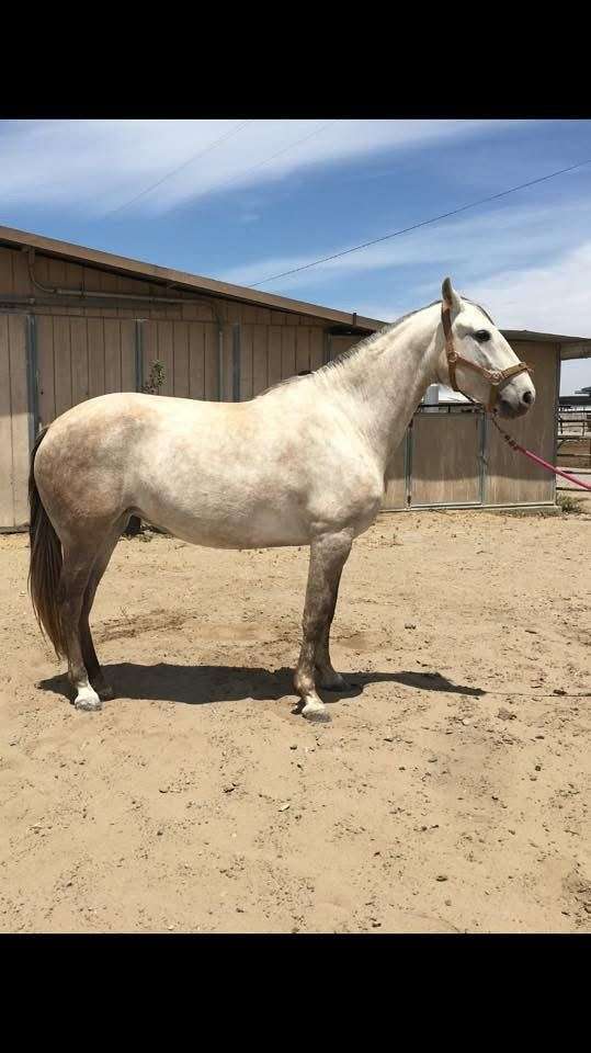 incredible-lusitano-horse