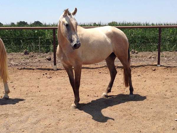 palominos-lusitano-horse