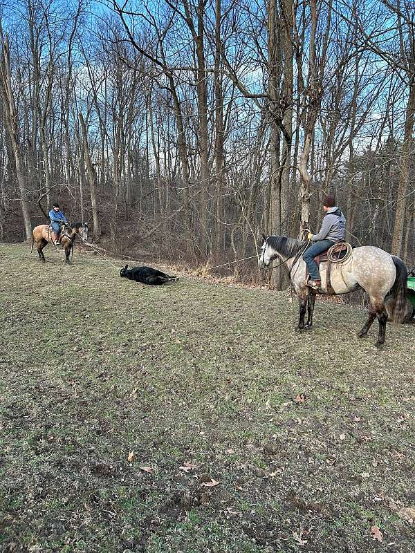 hunter-under-saddle-quarter-horse