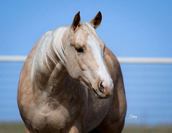 palomino-quarter-horse-gelding