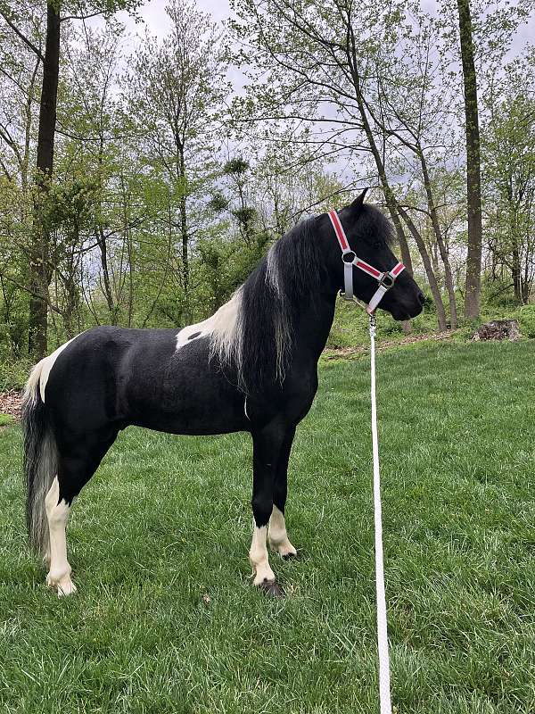 paint-pony-stallion