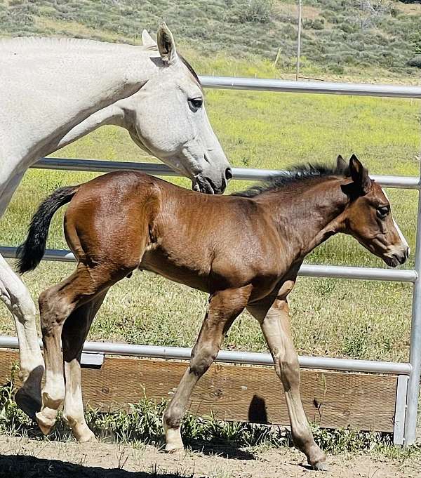stallion-percheron-horse