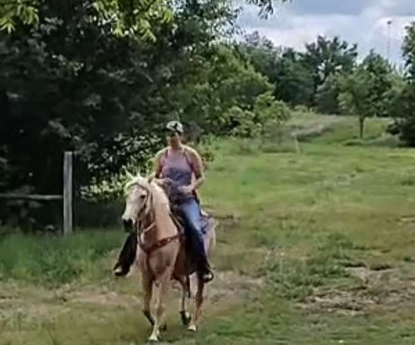 missouri-fox-trotter-horse