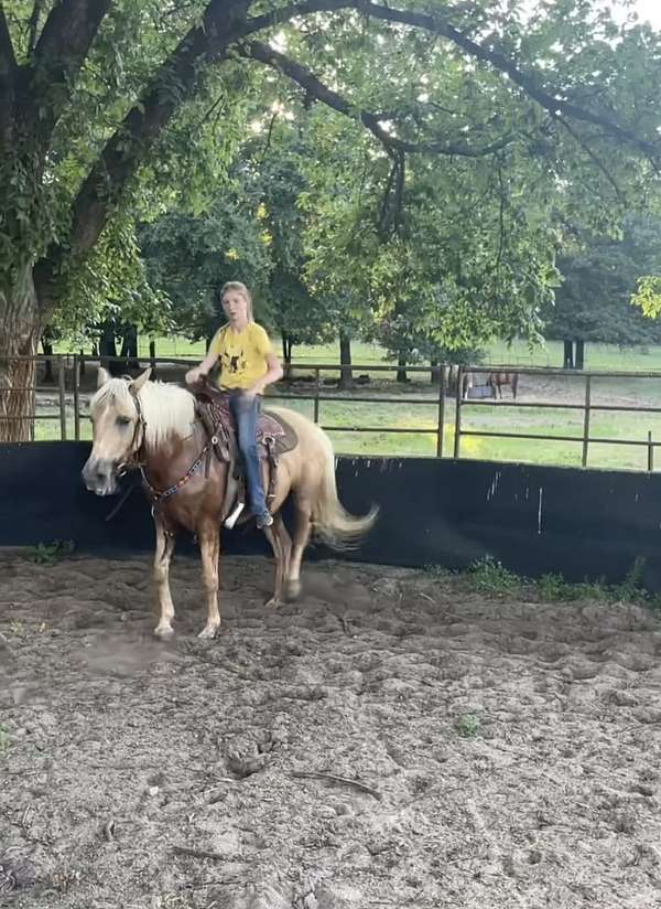 missouri-fox-trotter-mare