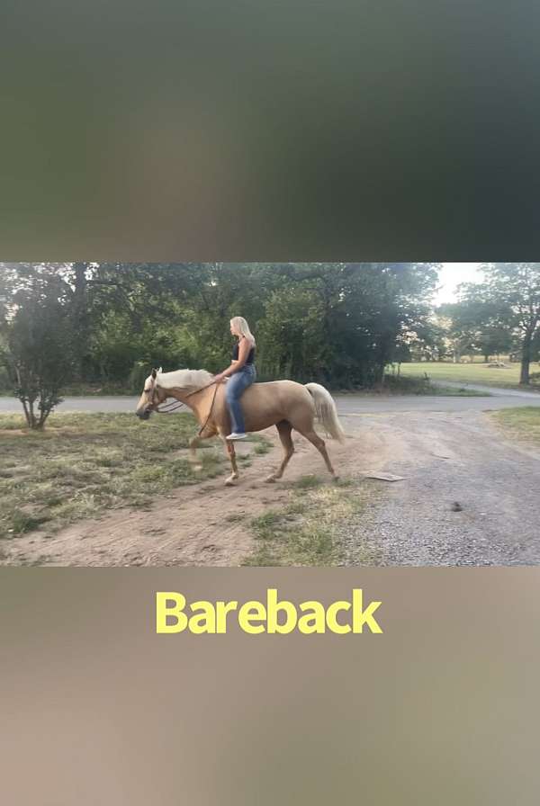 gentle-palomino-missouri-fox-trotter-horse