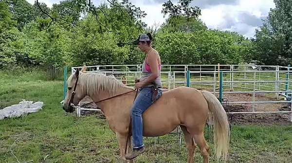 missouri-fox-trotter-horse-for-sale