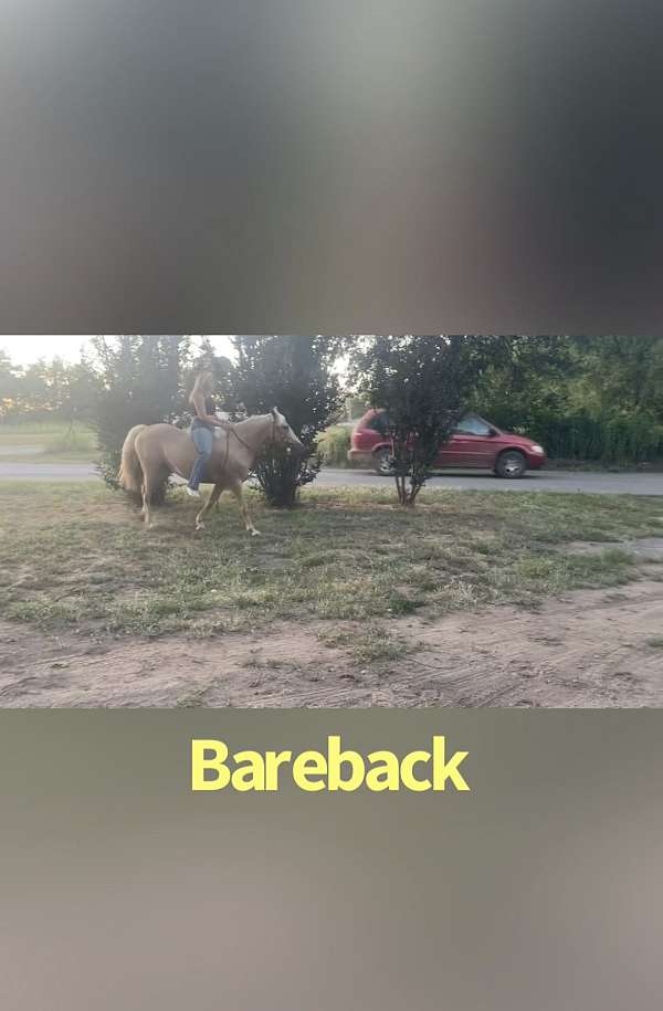 palomino-foxtrotter-missouri-fox-trotter-horse