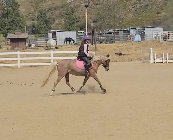 roan-hunt-seat-equitation-pony