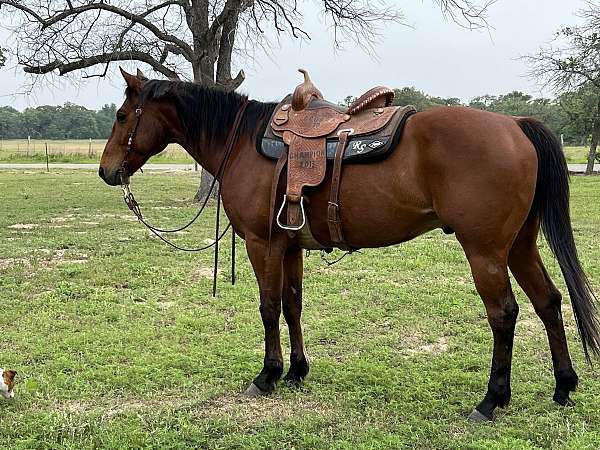 youth-rodeokid-safe-quarter-horse