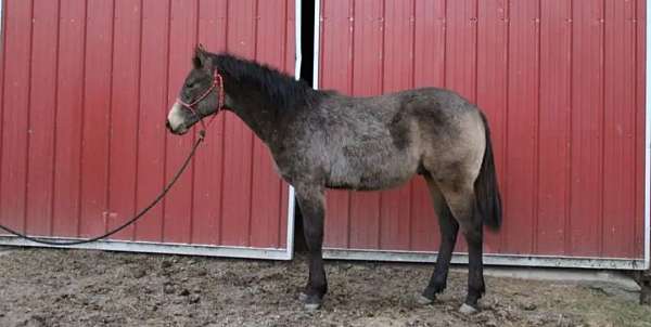 12-hand-quarter-horse-yearling