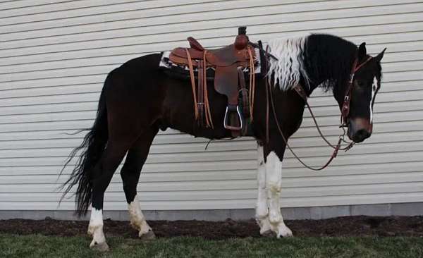 16-hand-friesian-horse