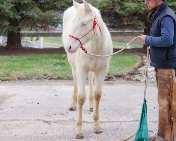 cremello-yearling-for-sale
