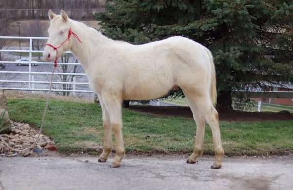 13-hand-quarter-horse-yearling