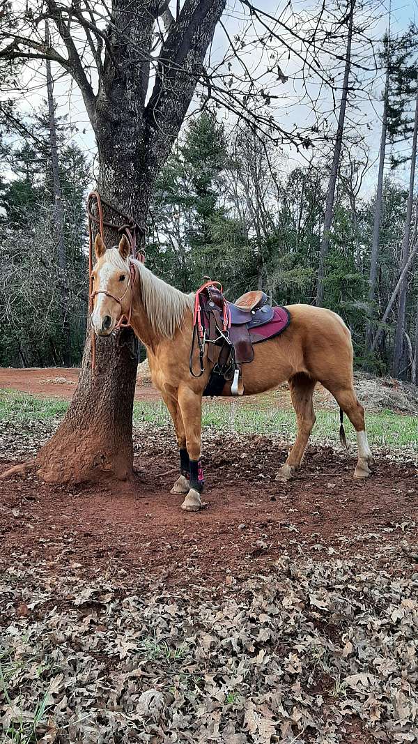 ridden-western-trail-riding-quarter-horse