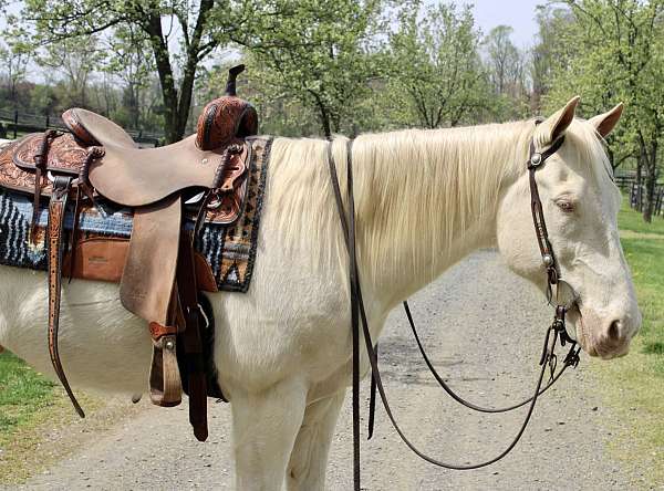 perlino-quarter-horse