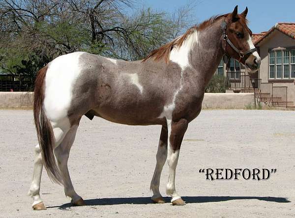 redford-horse